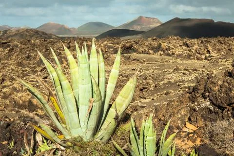 Timanfaya National Park in Lanzarote, Canary Islands, Spain Stock Photos