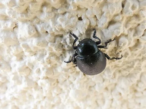 Timarcha goettingensis Stock Photos