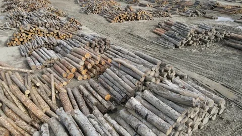 Timber And Log Warehouse Stock Footage 331001307