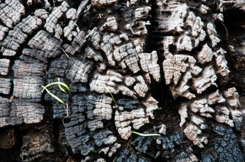 Timber background Stock Photos