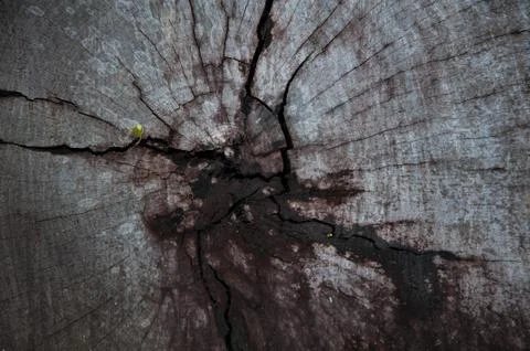 Timber background Stock Photos