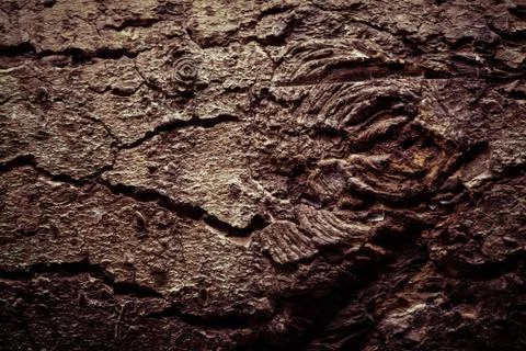 Timber background Stock Photos