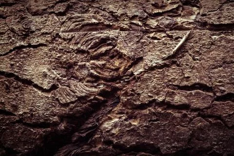 Timber background Stock Photos