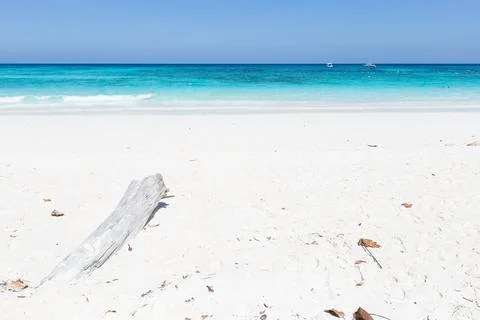 Timber on the beach. Stock Photos