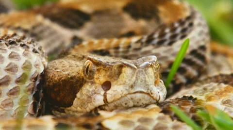 Timber Canebrake Rattlesnake Stock Footage 8777954