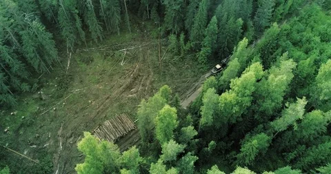 Timber collecting machine is driving through the forest Stock Footage 78830914