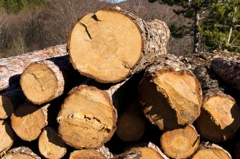 Timber of coniferous stack in a mountain Stock Photos
