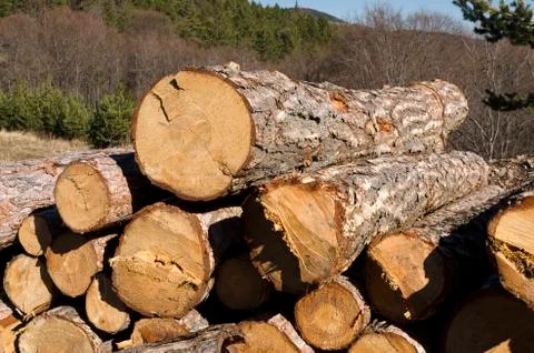 Timber of coniferous without marks in the Rhodope Mountain Stock Photos