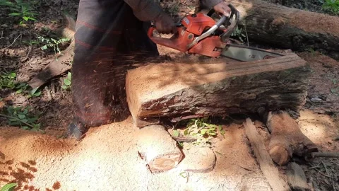 Timber Cut Stock Footage 149270769