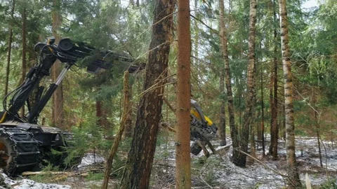 Timber cutting machinery working in forest. Destruction forest nature Stock Footage 78987143