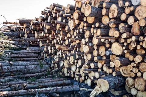 Timber cutting. Stack of spruce logs Stock-Fotos