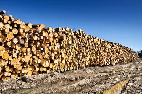 Timber cutting. Stack of spruce logs Foto stock