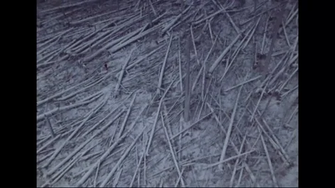 Timber destroyed by the eruption of Mount St. Helens - 1980 - 1983 Stock Footage 99097296