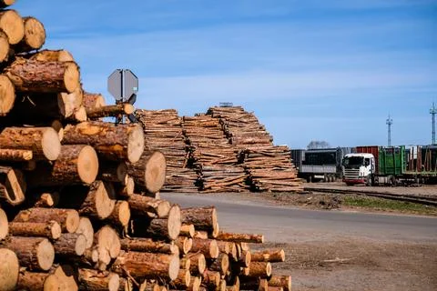 Timber export. Logs are stacked in the port, ready for loading on ships Foto stock