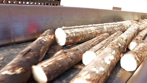 Timber feed line. Wood stems, tree boles moving to processing workshop. Stock Footage 81213876