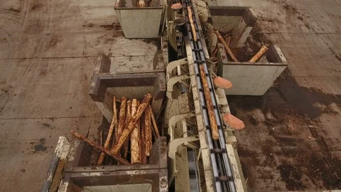 Timber Feed Line. Wood Stems Stock Footage 106862316