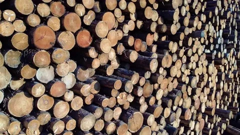 Timber Video stock 166086866
