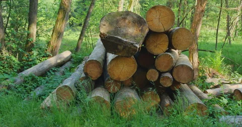 Timber in forest Stock Footage 144420886