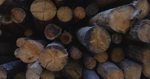 Timber in forest Stock Footage 144421071