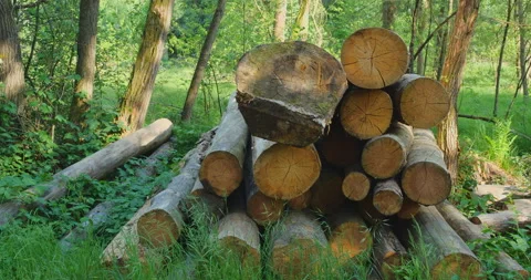 Timber in forest Stock Footage 144421084