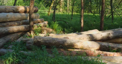 Timber in forest Video stock 144421110