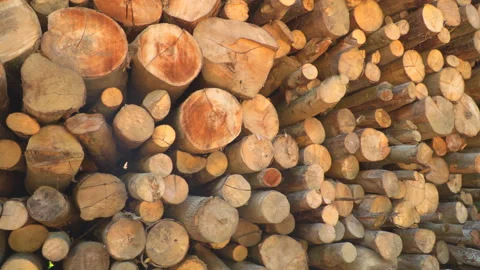 Timber in forest Stock Footage 145495198