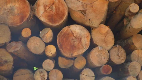 Timber in forest Stock Footage 145495771