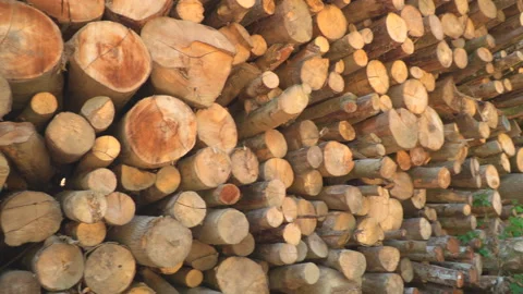 Timber in forest Stock Footage 145643535