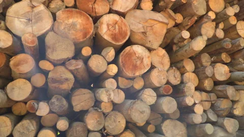 Timber in forest Stock Footage 145644368