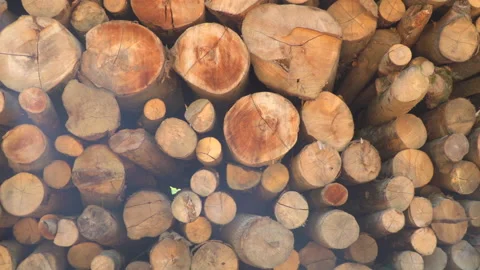 Timber in forest Stock Footage 145646298