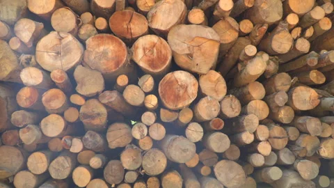 Timber in forest Stock Footage 145646869