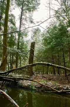 Timber Grave Stock Photos