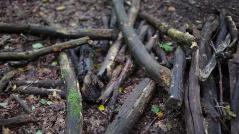 Timber on the ground in forest Stock Footage 73554795