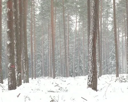 Timber handling equipment Stock Footage