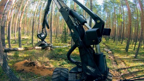 Timber harvester is processing trees in the forest Stock Footage 114768963