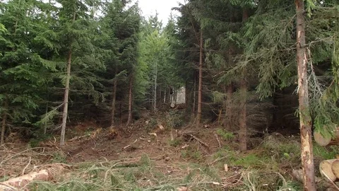 Timber harvesting Stock Footage 78155183