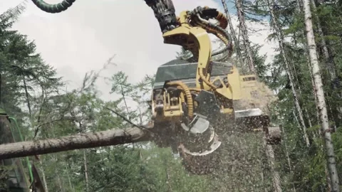 Timber harvesting Video stock 166091513