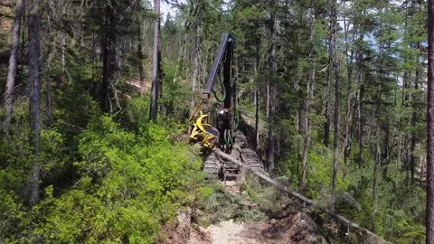 Timber harvesting Video stock 166091602