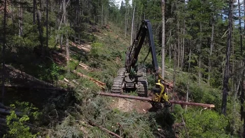 Timber harvesting Video stock 166091621