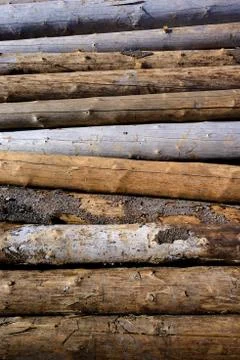 Timber harvesting Stock Photos