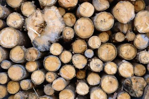 Timber harvesting Stock Photos