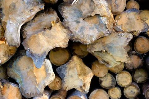 Timber harvesting Stock Photos