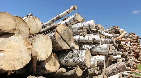 Timber harvesting, tree trunks. Wood closeup Stock Footage 40873152