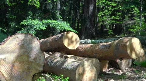 Timber industry, cut logs 库存影片 49852676