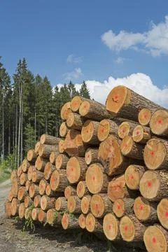 Timber industry in Germany 写真素材