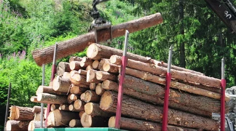 Timber industry, moving tree trunks to a truck for export. Stock Footage 52657961