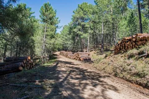 Timber industry Stock Photos