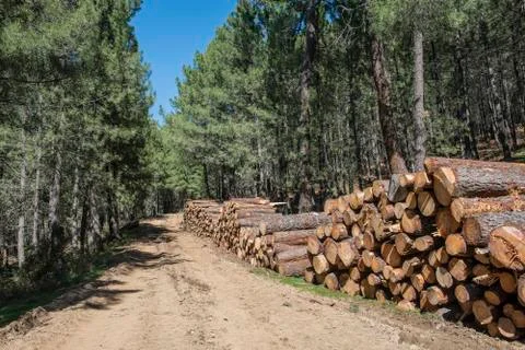 Timber industry Stock Photos