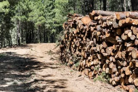 Timber industry Stock Photos