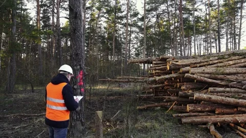 Timber inspector looks at old marked tree, forester touches bark of spruce pine Video stock 264023876